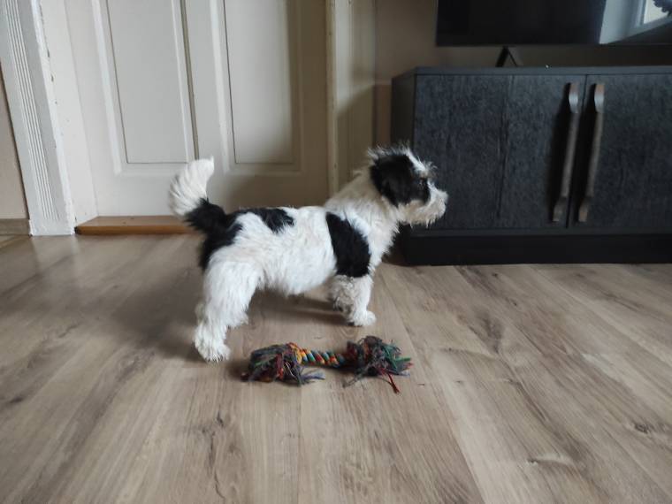 Bernie od Vrchu Kamýk