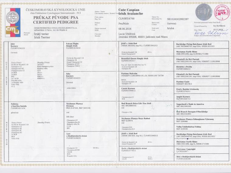 Cute Caspian Irish Avalanche