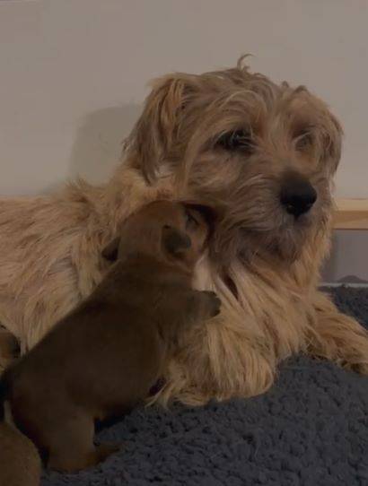 Vrh A from Ebonyland