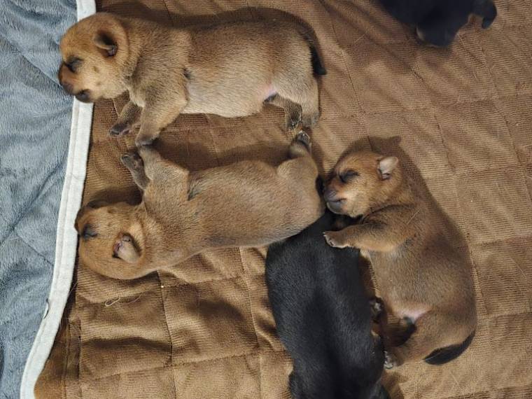 Vrh A from Ebonyland