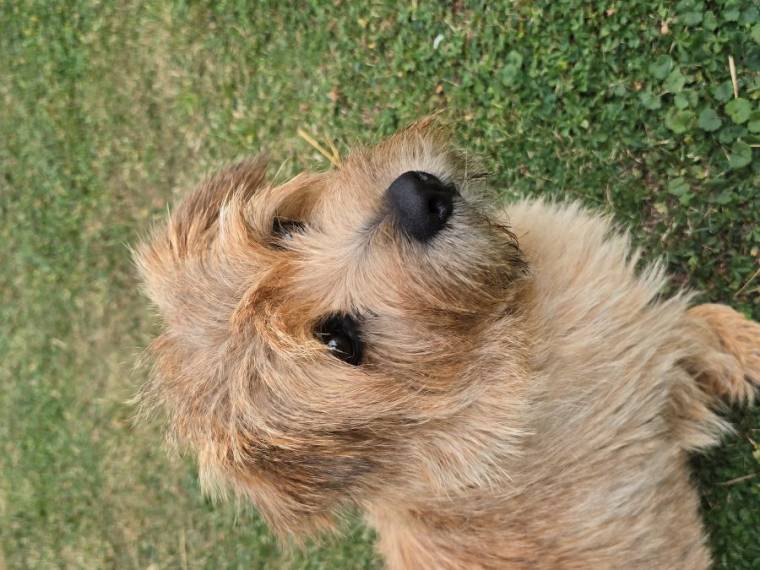 Vrh A from Ebonyland