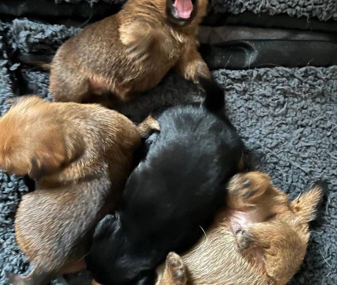 Vrh A from Ebonyland