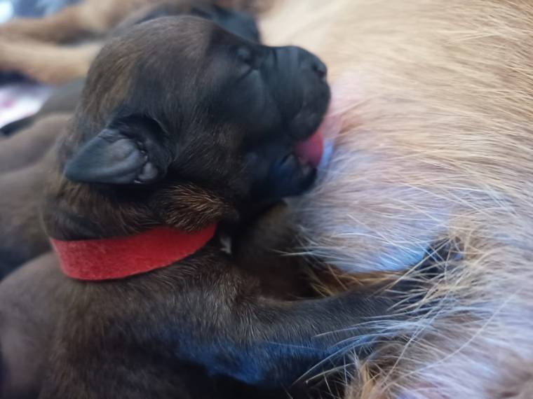 Vrh E Principessa Rosso