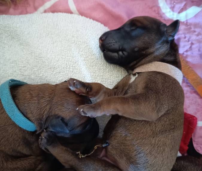 Vrh E Principessa Rosso