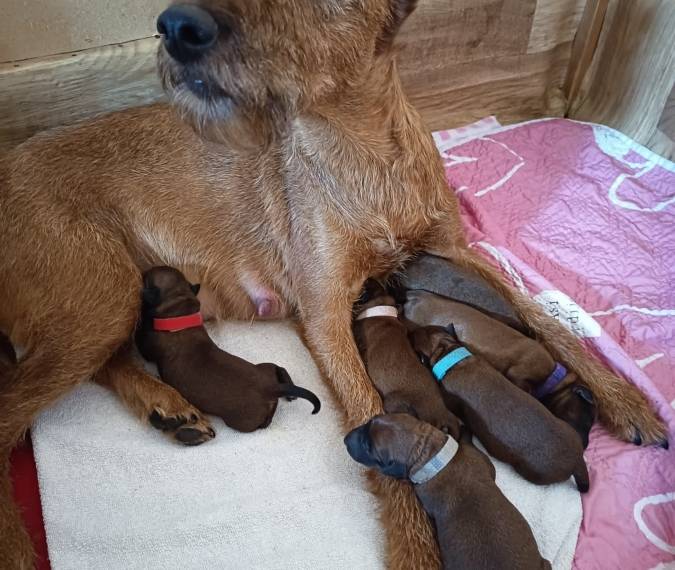 Vrh E Principessa Rosso