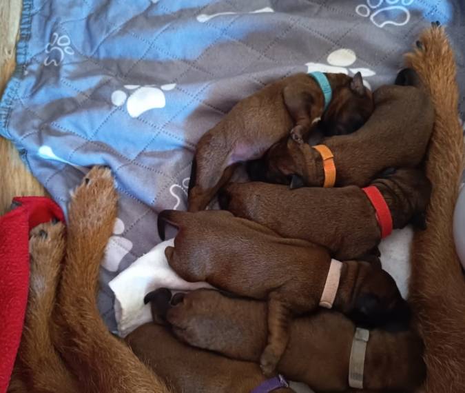 Vrh E Principessa Rosso