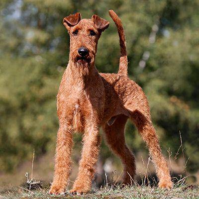 Vrh E Principessa Rosso