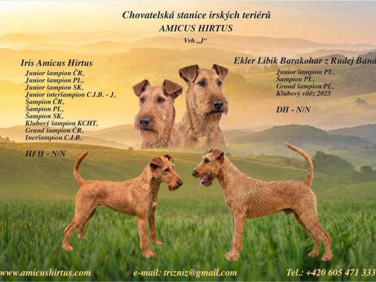 Vrh J Amicus Hirtus