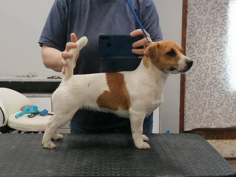 Nimble Tail Energy