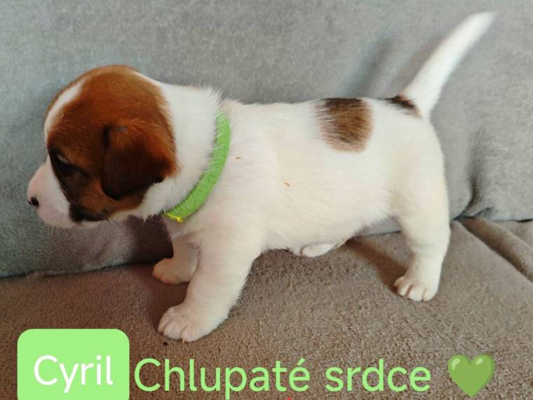 Vrh C Chlupaté srdce