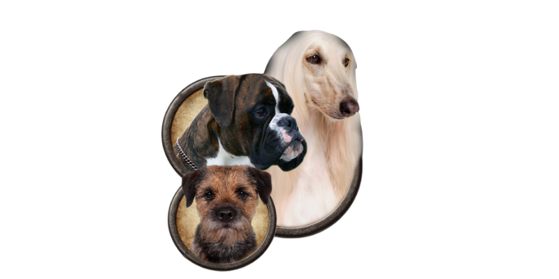 Klub chovatelů teriérů