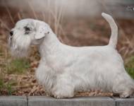 Abbadon od Veselý Anežky