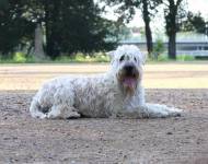 Aira Aoife Wheatie Sweetie