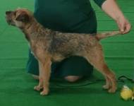 Amytis Bohemia Borga