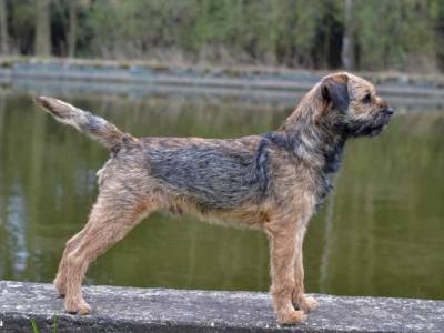 Avar Sterling Moravia