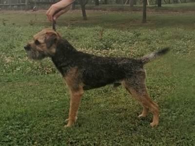 Ares z Vinarských zahrad