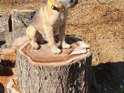 Endy od Třísovské lípy