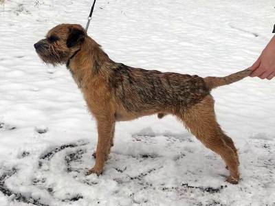 Baddy Bohemia Diplomat