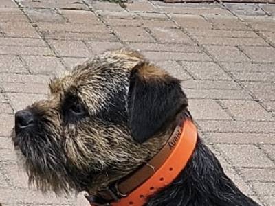 Avenger Slovakia Lutra