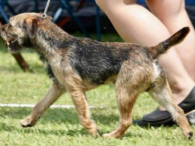 Argo z Víckovické hájenky