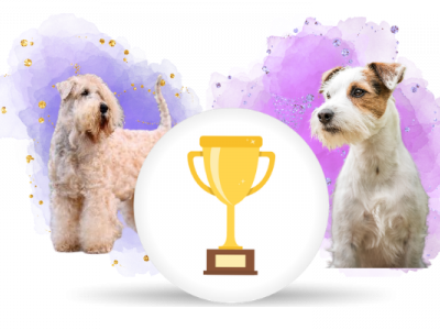 Nejlepší teriér 2025