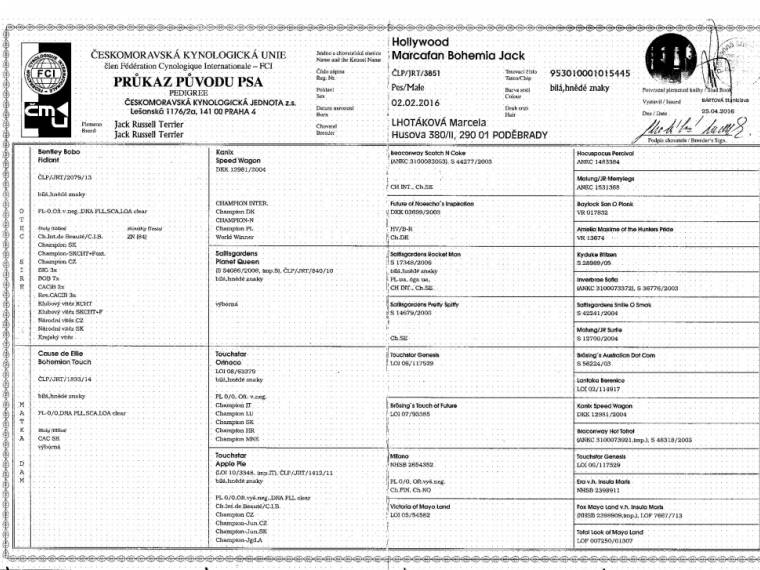 Hollywood Marcafan Bohemia Jack