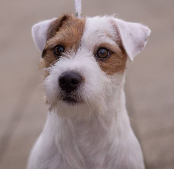 Beefeater Beatific Beast