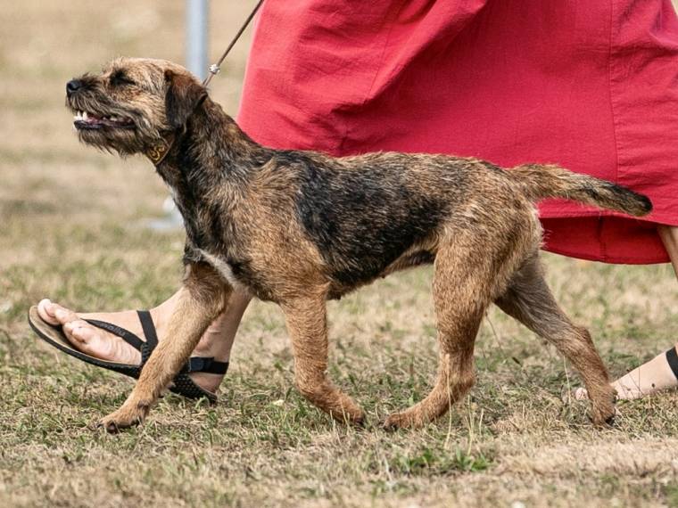 Gabriela Bohemia Diplomat