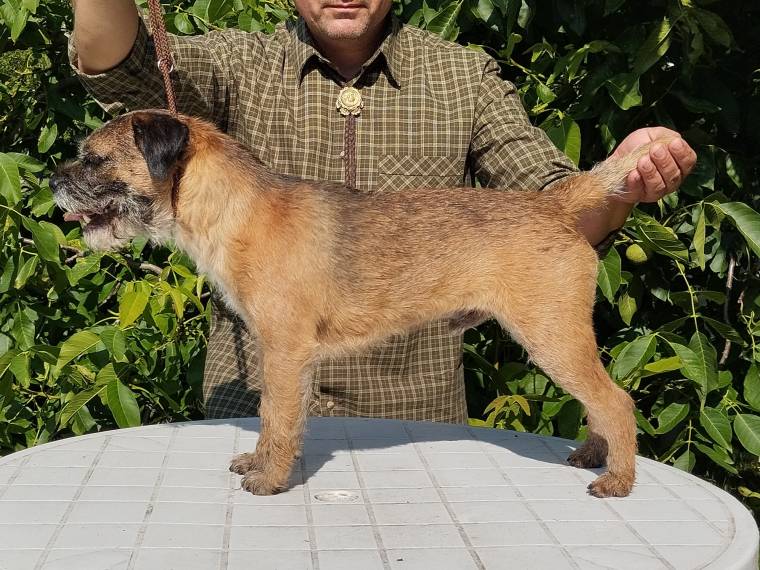 Dyk ze Stružského dvora (nar. 2020)