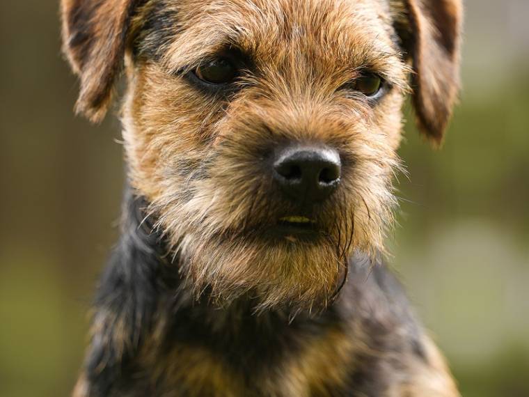 Irton ze Stružského dvora