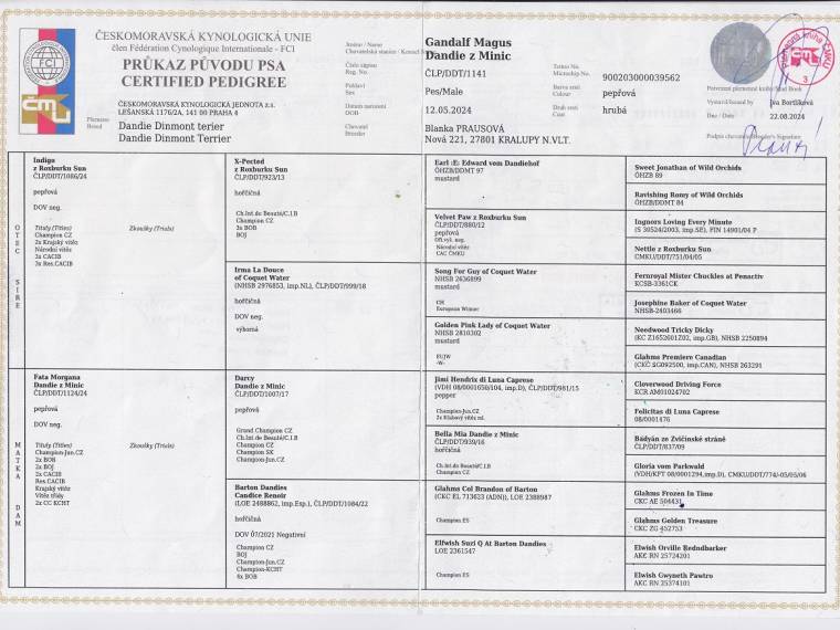 Gandalf Magus Dandie z Minic 