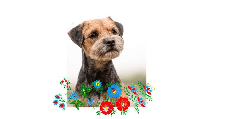 Klub chovatelů teriérů