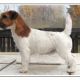 Hawkesbury JR/Rags Puma