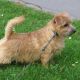 Osito The Full Monty
