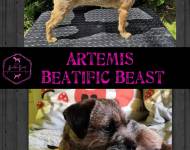 Artemis Beatific Beast