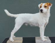 Colt Moravia Merilen