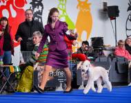 Dragon Heart Bohemia Opus