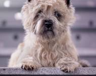 Tom Trick's Magic Kinloch