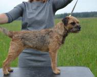 Gardenring Astral Light