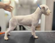 Mia Jessy Kutcher - Chan