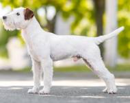 Nesquik Kutcher - Chan