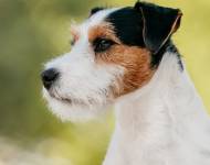 Daredevil Sweet Provocateur