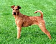 Oxygen For Life Simply Irish