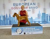 Orion In The Sky Simply Irish