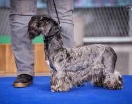 Soul Guardian Calypso