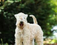 Ema Destiny Kní-York