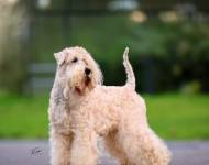 Flare Kní-York z Tržiště