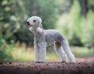 Prelest' Moya Iz Laplandii Kanis