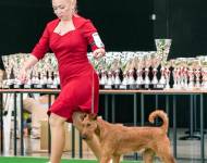 Czech Copyright Irish Avalanche