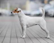 Athéna Černý faun